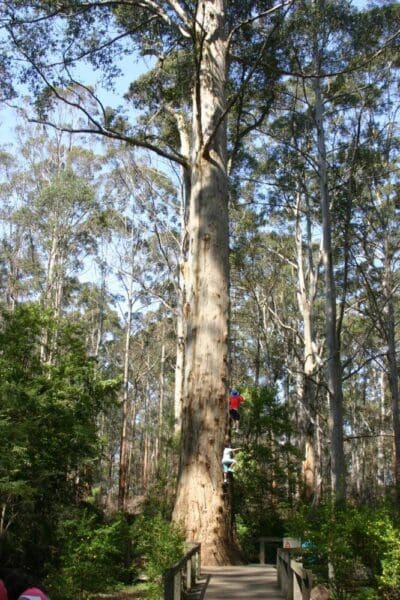 Hikes Gloucester tree to cascades tramway walk 400x600