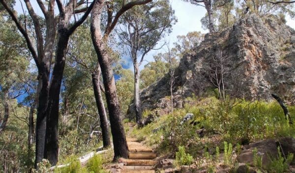 Mount coryah walking track trail hiking australia 600x352