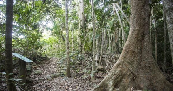 Paddle Bay Track (2.2km) Yuibera yuwi trail 600x315