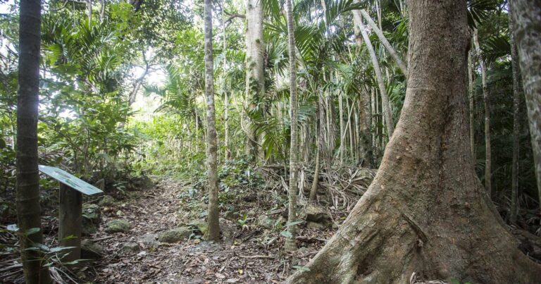 Yuibera Yuwi Trail Walk (1.2km) Yuibera yuwi trail 768x403