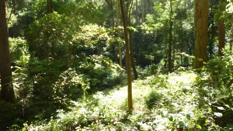 Black duck creek circuit walk (2. 1km)