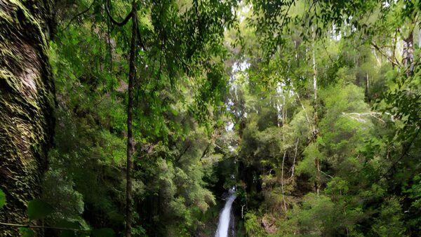 Rawlinson falls hike (18km)