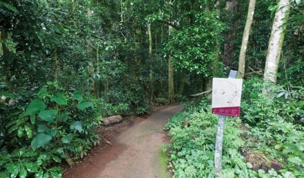 Walk with the birds boardwalk trail hiking australia 600x352