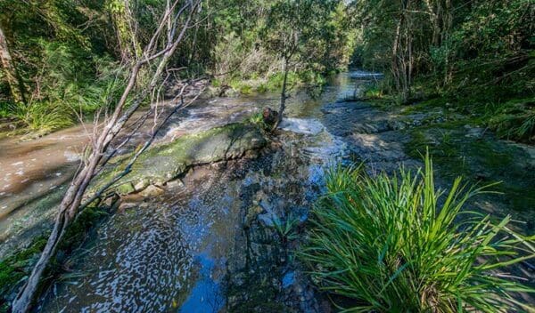 Mountain Brush Circuit Walk (300m) Dawson river walking track trail hiking australia 600x352