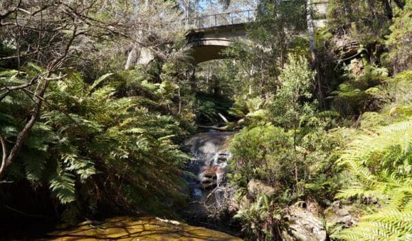 Leura cascades fern bower trail hiking australia 600x352