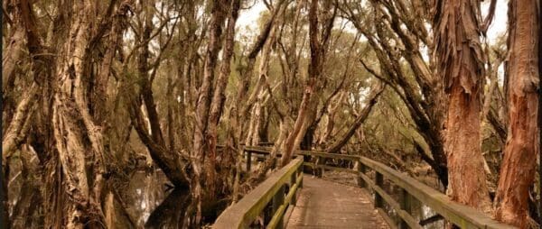 Spectacles aboriginal heritage trail 600x254