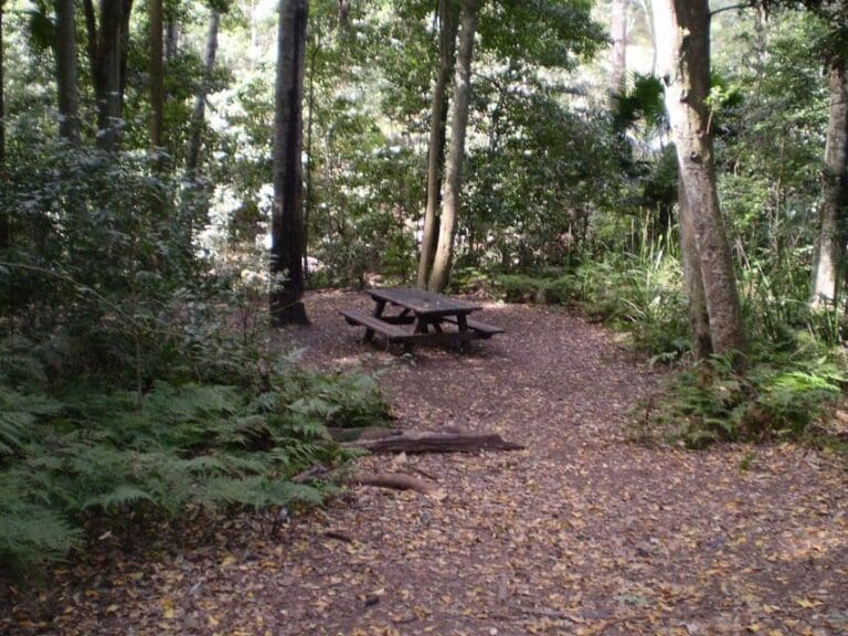 The forest way track 768x576