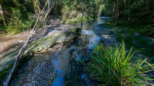 Dawson River Walking Track (1.5km) Dawson river walking track (1. 5km)