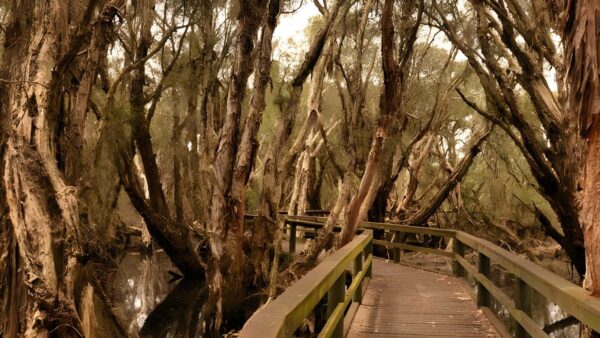 Spectacles aboriginal heritage trail walk (5km)
