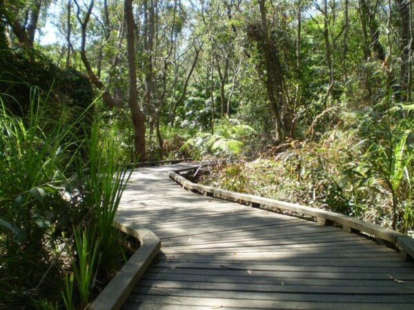 Cape Baily Walking Track (9km) Banks solander track 600x450