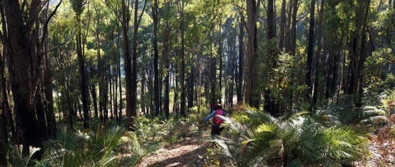 King jarrah heritage trail 768x325