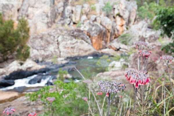 Bartle Frere Summit Walk (15km) Misty mountains koolmoon creek track 600x400