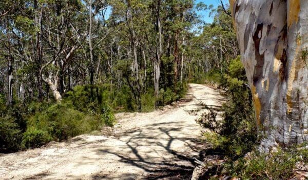 Woodford - Oaks Trail Walk (27km) Murphys trail wentworth falls to woodford trail hiking australia 600x352