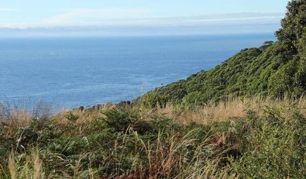Mount Budawang Trail Walk (8km) Pebbly beach to durras mountain walking track trail hiking australia 600x352