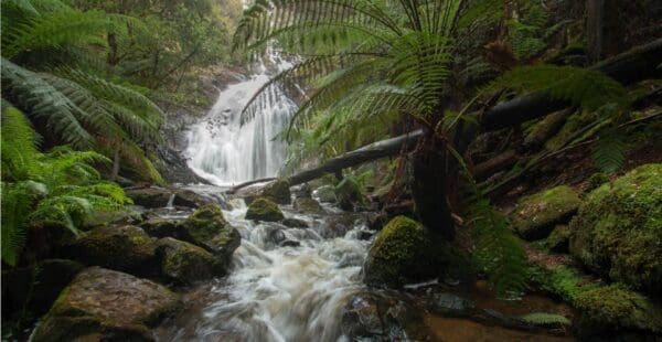 Silver falls castra rivulet 600x310