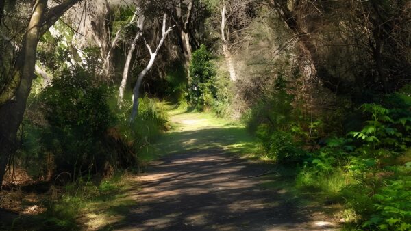 Crowdy Gap Walking Track (800m) Crowdy gap walking track (800m)