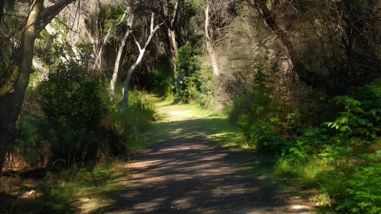 Crowdy gap walking track (800m)