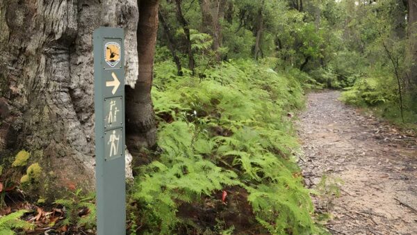 Izzards lookout track (1. 1km)