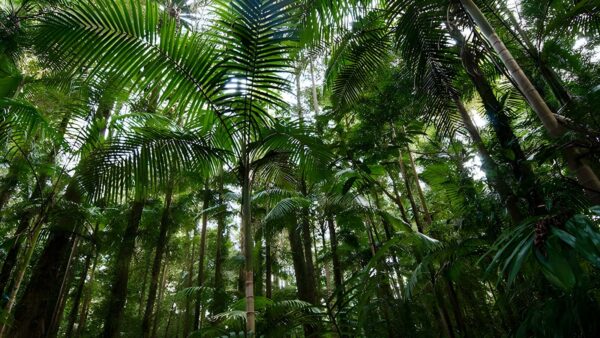 Palm Grove Walk (1km) Palm grove walk (1km)