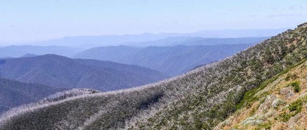 McMillans Walking Track (220km) Trail hiking blowfly spur and the blue rag range 600x254