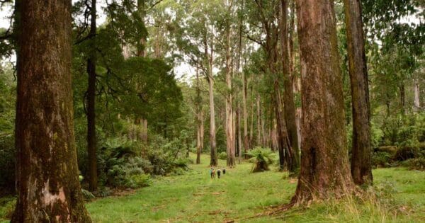 Trail hiking monda track 600x315