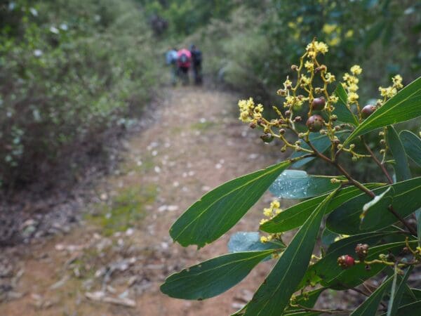 Trail hiking siver creek circuit kinglake 600x450