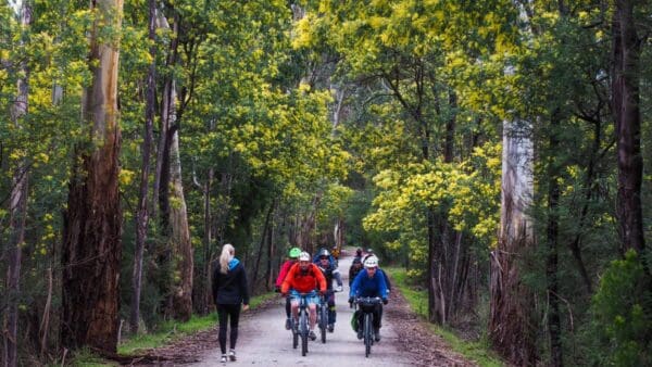 Lilydale to warburton rail trail 600x338