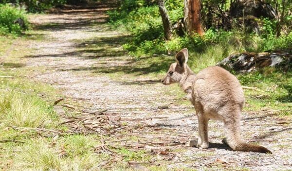 Mckeown valley walking track trail hiking australia 600x352