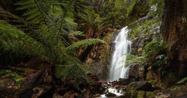 Myrtle forest falls 600x315
