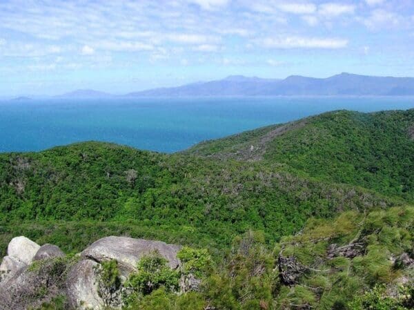 Kauri Creek Rainforest (Jungaljungal) Walk (5.1km) Summit track 600x449