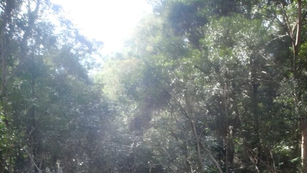 Epping to hornsby station hike (17. 6km)