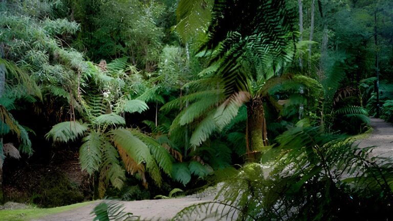Fern Tree to Silver Falls Walk (1.7km) Fern tree to silver falls walk (1. 7km)