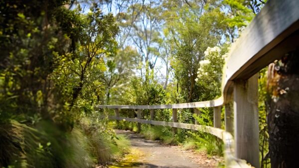 Point Lookout Walking Track (500m) Point lookout walking track (500m)