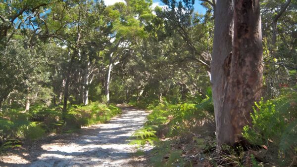 Red Gum Trail Walk (3.4km) Red gum trail walk (3. 4km)