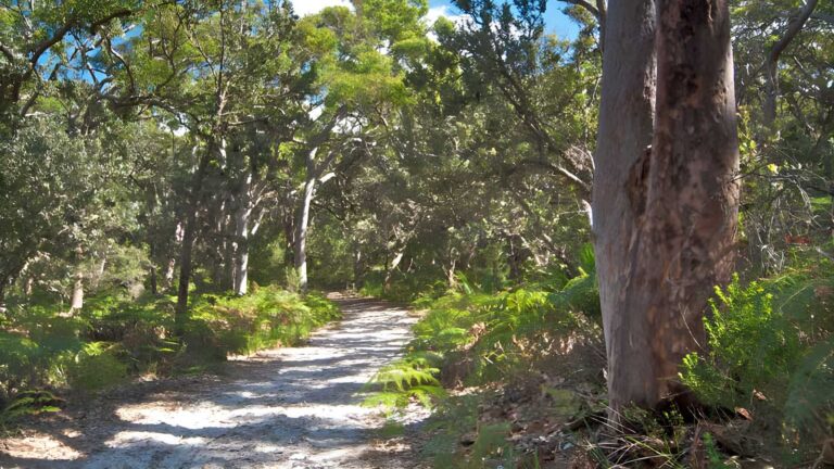 Red Gum Trail Walk (3.4km) Red gum trail walk (3. 4km)