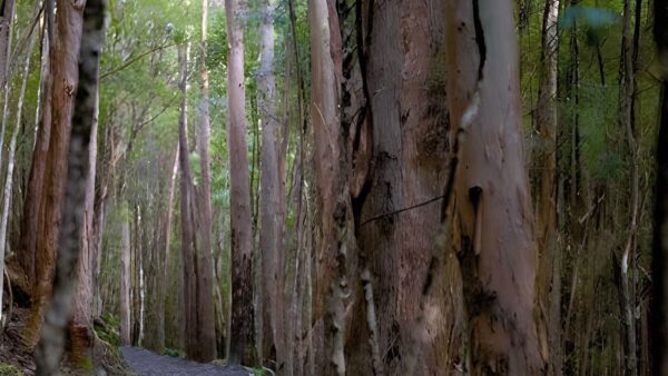 The springs to lenah valley hike (7. 2km)