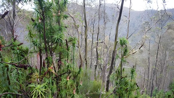 The springs to wellington falls - milles track (13km)