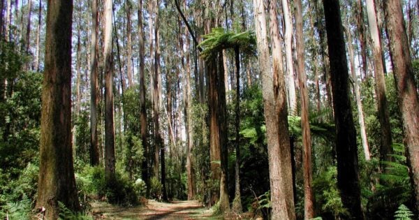 Strath Creek & Tunnel Falls Hike (14km) Trail hiking the mill and boroondara 600x315