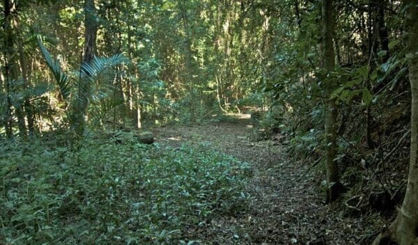 Protesters Falls Walking Track (1.4km) Mount matheson loop trail hiking australia 600x352