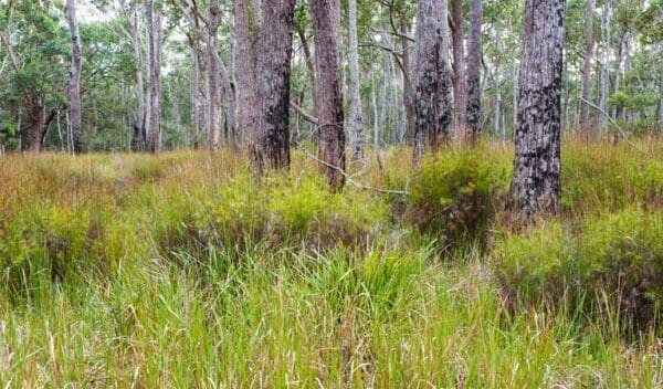 Burrawang Track - Conjola Beach to Buckleys Point Walk (2km) Narrawallee inlet walking track trail hiking australia 600x352