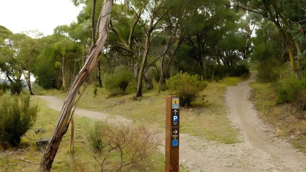 Muzzlewood Track (3km) Muzzlewood track (3km)