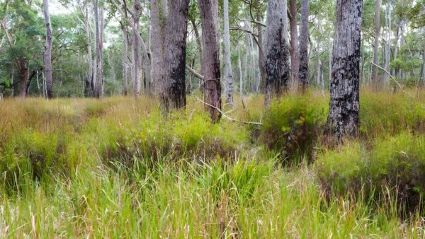 Narrawallee inlet walking track (9km)