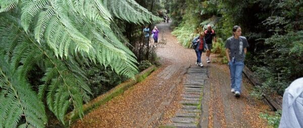 North mount lyell 600x254