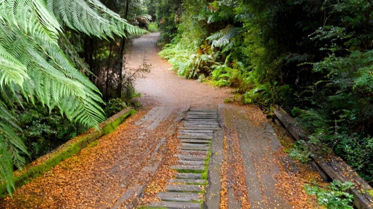 North Mount Lyell Rail Trail Walk (12km) North mount lyell rail trail walk (12km)