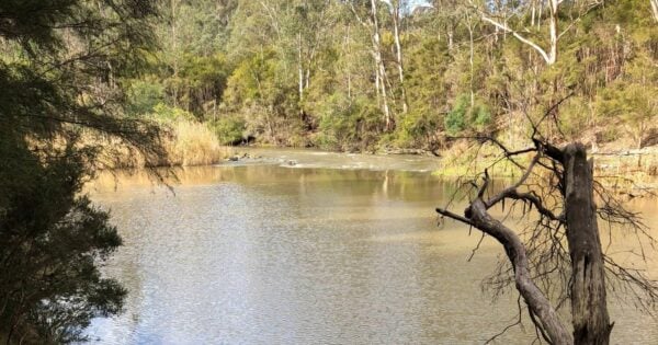 Sugarloaf & Christmas Hills Circuit Hike (15km) Trail hiking warrandyte state park follow the yarra 600x315