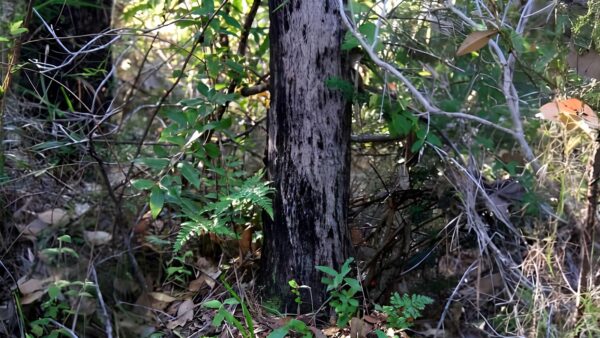 Understory walk (1. 2km)