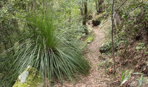 Hikes 11km walking track trail hiking australia 600x352
