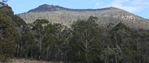 Gudgenby bush 600x254