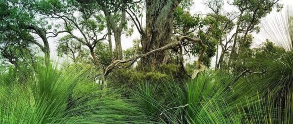 Hikes Honan mint trail trail hiking australia 600x254