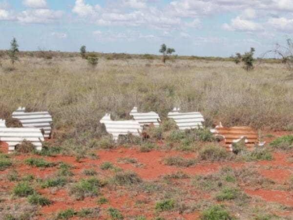 Kangaroo walk 600x450